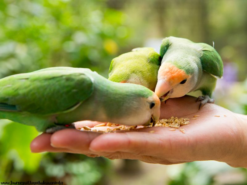 Feed the Winter Birds for Things To Enjoy at Home This December